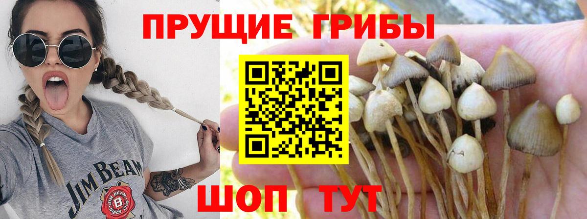 Псилоцибиновые грибы GOLDEN TEACHER Новошахтинск